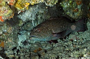 Plectropomus areolatus-Maldives Villamendhoo-14m-20240424-da-DSC_6739_tn
